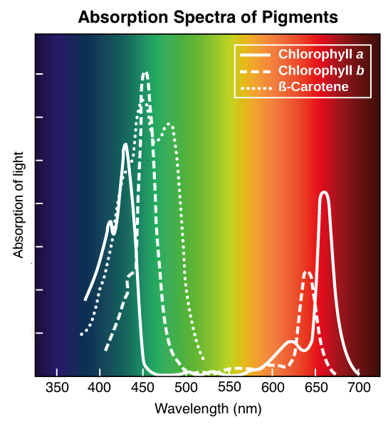 Plant spectrum
