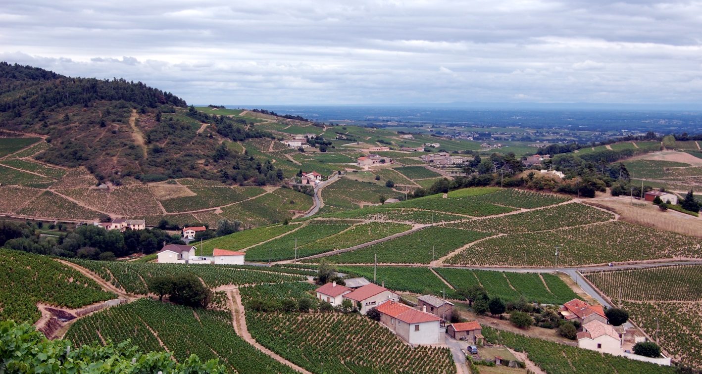 Beaujolais Wine region