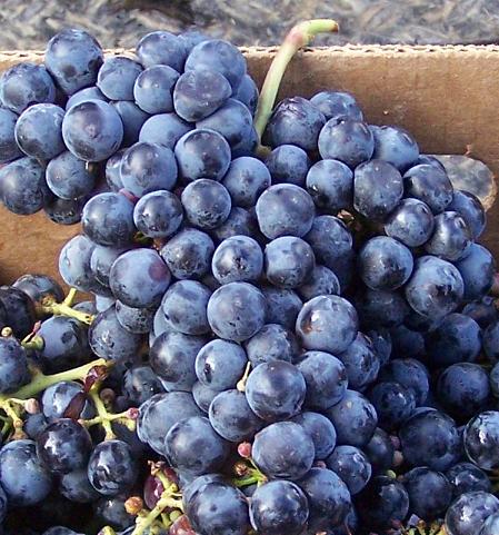 Sauvignon franc grapes